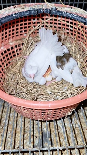 🤍🖤 #wsfinch​ #Bengalese​ #Finchesbreeding | WS Finch