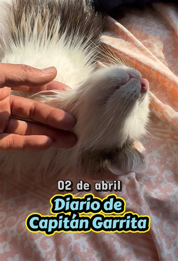 A ti te gustan los regalitos?! 😽🎁 #storytime #video #catsoftiktok #paratiiiiiiiiiiiiiiiiiiiiiiiiiiiiiii #cat