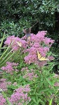 Attract butterflies to your garden with Eupatorium purpureum 'Baby Joe'