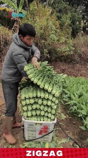 Smart Basket Packing Technique for Arranging Fresh Vegetables Efficiently