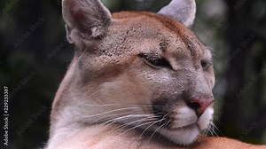 Close up of a Puma's face scene. The animal moves its ears and blinks. Animal in captivity.