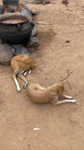 País Somba! #travel #tiktok #documentary vivir en una aldea rural en África!