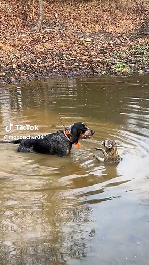 Training a 9-Month-Old Blue Tick Coonhound