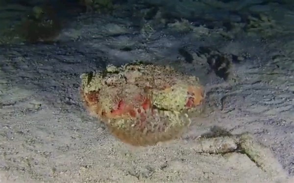 伪装大师玫瑰毒鲉（石头鱼），它的“致命一刺”是被描述是给予人类最疼的刺痛。