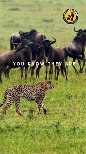 13 reactions | Everyone knows cheetahs are fast, but did you know they’re racing toward extinction?  Here are some common facts you probably know and the urgent ones you should know. This #WorldCheetahDay, learn why these incredible cats need our attention now more than ever. | Lion Landscapes | Facebook