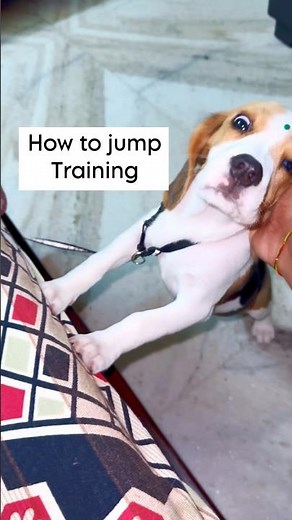How to jump Dog Training videos