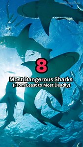 15 reactions | Shark attacks are extremely rare. But they do occasionally happen, and some species are more likely to be behind them than others. It should be noted that the data—taken from the International Shark Attack File, or ISAF—is imperfect due to the difficulty in positively identify the correct species of shark during an attack. #SharkSummer More at the link in our bio. | Mental Floss | Facebook
