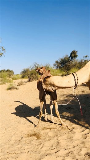 Camel Testing Program #جمل_الصحراء #shorts