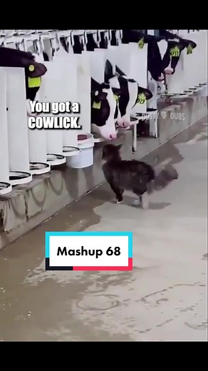 Funny Animal Compilation Video 68