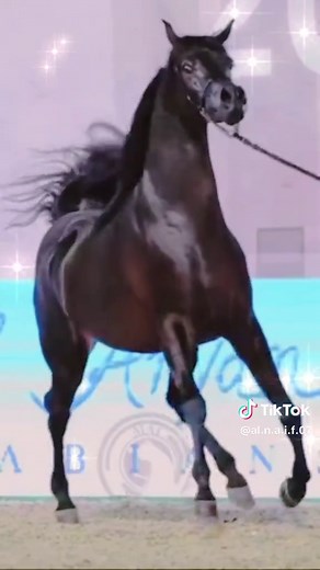 قصائد الشاعر ناصر القحطاني في الفخر والحنين