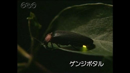 ホタルの一生 | NHK for School