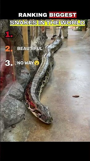 Giant Python Size Comparison 📏 #wildlife #amazing