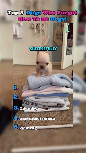 Top 5 animals voice over moments 😂😂😂