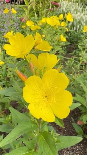 Plant evening primrose to add beautiful color to your garden #gardeningideas #primrose #shorts