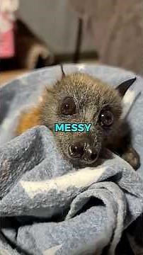 Would a Flying Fox Make a Good Pet? | Pets Rated 😲 #flyingfox #animalreview #animalfacts