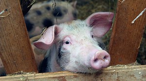 Miami-Dade mayor pardons pigs ‘Travis' and ‘Taylor' in annual ‘Pig Pardoning' ceremony