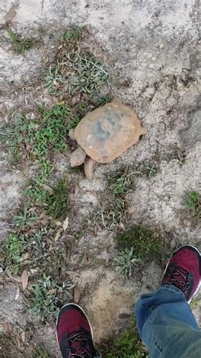 GOPHER TORTOISE ATTACK? 🐢🚜