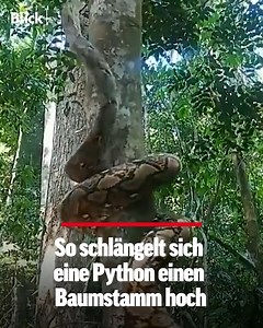 457K views · 6.6K reactions |  Momentan geht ein faszinierendes Video viral. Ein Python schlängelt sich einen Baum hoch. Die Technik, die das Tier dabei benutzt, fasziniert besonders. | Blick | Facebook