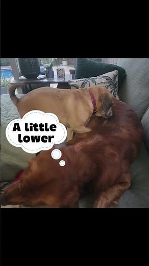 Every golden needs a back-scratching buddy 😂🐾