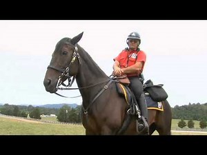 Lockn' Festival- The Day After