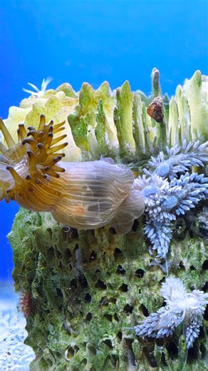 Ash | MSc Microbiologist on Instagram: "Berghia nudibranchs working through an infestation on my old Acantho skeleton. You can see the Aiptasia desperately trying to flee and even burrow into the skeleton to stay protected from the approaching predators, but there's no escape ☠️ #berghia #berghianudibranch #aiptasia"