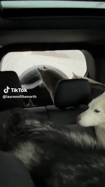 Husky Window Wiper: Innovative Cleaning Tool for Pet Owners