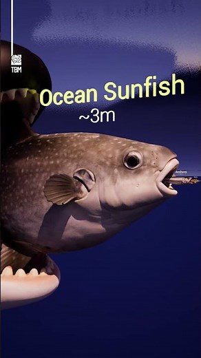 Sea Animals Size Comparison