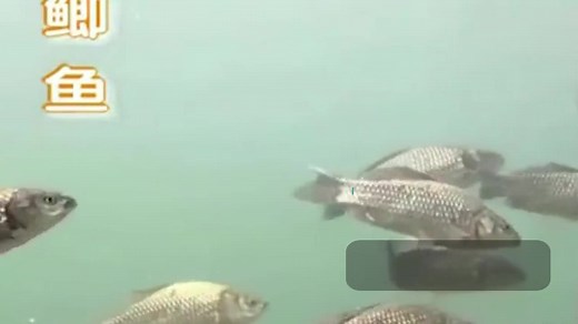 珍贵视频：各种鱼类的习性和种类介绍，钓鱼人必看！