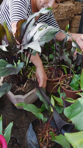 Empezaron a Florecer, Mira estas calas y bulbos para plantar. ¡Ven por la tuya al vivero! 🌸✨ #calasdecoloresperu #calasdecolores #Cajamarca #viveroarcoiris🌈cajamarcaperu #cajamarcaysusplantas #plantasencajamarca #viveroarcoiris #hermosolugarparavisita #arcoirisvivero #amolasplantas #todotipodeplantasencajamrca #fypシ゚viralシ #cajamarcaperu #viveroarcoirirscajamarca #arcoirisviveroyjardineria #viralvideo | Arcoíris - Vivero & Jardinería