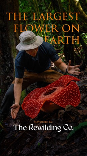Viridescere | Filmmaker, Photographer & Horticulturist on Instagram: "𝐓𝐡𝐞 𝐋𝐚𝐫𝐠𝐞𝐬𝐭 𝐅𝐥𝐨𝐰𝐞𝐫 𝐎𝐧 𝐄𝐚𝐫𝐭𝐡, 𝙍𝙖𝙛𝙛𝙡𝙚𝙨𝙞𝙖 𝙖𝙧𝙣𝙤𝙡𝙙𝙞𝙞, is a parasitic plant that spends most of its life hidden inside a host vine of the grape family, only emerging when it’s ready to bloom. Join me as we explore one of nature’s most extraordinary botanical spectacles! 🌺 This video was made possible by @therewilding.co, whose support helps bring stories like this to life. From 12–14 December