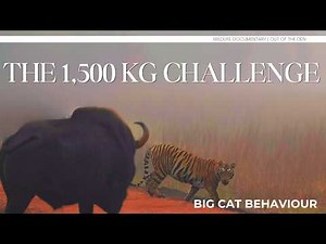 Why Tigers Hunt the World's Largest Bovid While Cheetahs Avoid Even Buffalo
