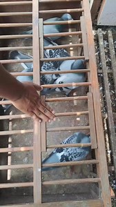 Pigeons 💯 | Joty's Aviary