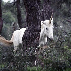 One of the planet’s most endangered (and very rarely seen) species is under threat. Demand for their beautiful spiral horns and loss of their rainbow spangled habitat has led to a catastrophic fall in unicorn numbers, to the point where these incredible animals only exist in our imaginations… | WWF UK