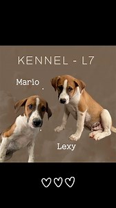 45 reactions · 42 shares | PUPPY PAWS ♥️  Pawsitively Precious Puppies in L7!  Meet Mario and Lexy, the adorable +/- 9-month-old mixed-breed duo waiting for their forever homes!  These sweethearts are ready to fill your days with joy. Consider adopting Mario or Lexy to bring endless happiness and puppy love into your life! ✨ ☎️ 014 592 3181 Reference: Kennel L7 | SPCA Rustenburg | Facebook