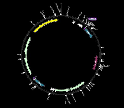 プラスミドマップの読み方 - ニュース 2026