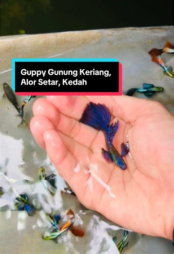Dapatkan Ikan Guppy Menarik di Gunung Keriang