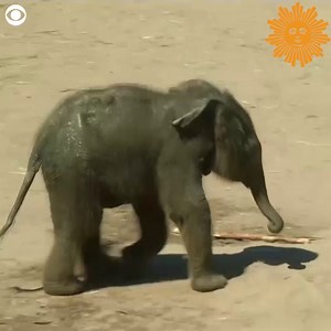 This newborn elephant stuck close to mom as she explored her enclosure at the Cologne Zoo in Germany. The zoo says “Leev Ma Rie” was born June 17. https://cbsn.ws/3eD4Gag | CBS Sunday Morning