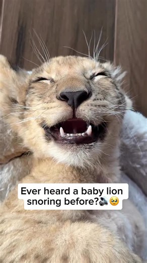 The Big Cat Rescuers on Instagram: "Young lions, just like adults, can sometimes snore while they sleep. This happens when air passes through their nose and throat during deep rest. For cubs, it’s completely normal and usually means they’re in a state of total relaxation. A softly snoring cub is actually a good sign, showing that the little lion feels safe, content, and secure within its pride. The behaviour is harmless and simply a natural part of their peaceful sleep. Video credit goes to @the