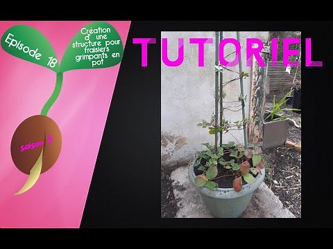 🍓S3 - Episode 18 : TUTORIEL : Création d'une structure pour fraisiers grimpants en pot🍓