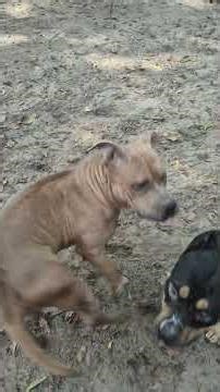 trying to control spawn attitude#americanbully#dogbreed#doggielife#dogbreed#dogtype#pitbull#dog