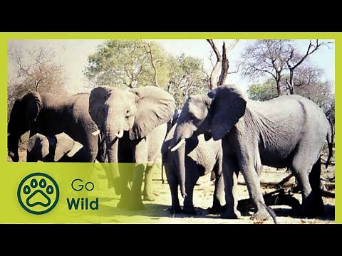 Elephants - The Whole Story 1/13 - Go Wild