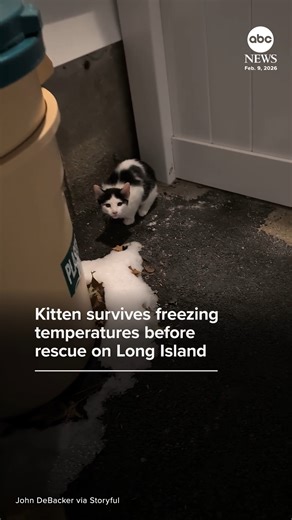A Long Island resident says he rescued a kitten that was stuck outside "during the coldest week of the year." The rescuer said he's working to determine if the kitten has an owner and, if not, he'll arrange for the cat to find a loving home. https://abcnews.visitlink.me/4DEAzD | ABC News