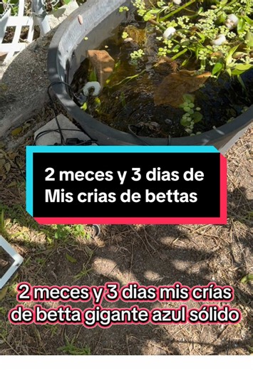 Crías de bettas azul de la pareja azul sólido #bettasmiami #bettafish #tiktoklive #mundobetta #florida