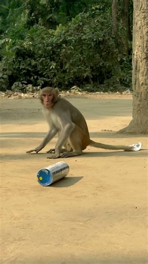 What is in the monkey box?😀