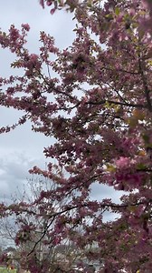 See you next year kwanzan cherry tree blossoms. 🌸#cherryblossoms #kwanzantree #fypシviralシ2024 #adsonreelsmonetization #fbreelsvideo #fypシ゚viral #fypシ゚ #fb #highlight #StarsEverywhere #everyone #followers | Rosemarie Martinez Hess