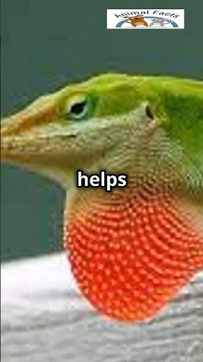 Green Anole: The Lizard That Grows a New Tail in DAYS!