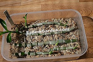 La Multiplicación De Orquídeas 🌿 Todo Sobre Jardinería Y Diseño De Jardines - 2025