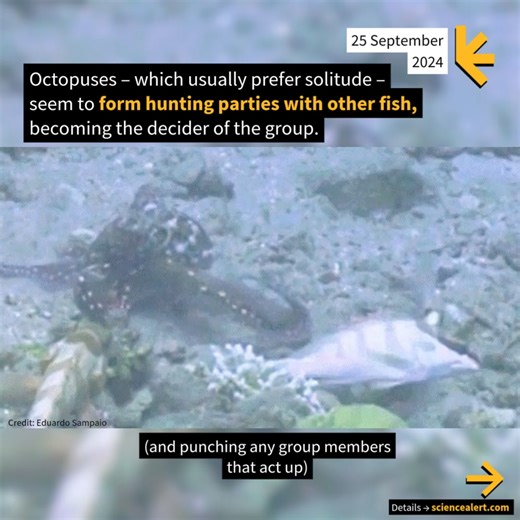 Anyone else a fan of the octo-punch? 🙋 More details: https://www.sciencealert.com/octopuses-team-up-with-fish-to-hunt-and-will-punch-them-if-they-act-up | ScienceAlert
