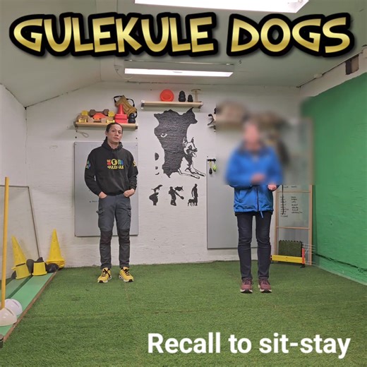 The Very Basic. *Recall Direct To Reward *Recall To Sit-sit-stay *Sit-stay To Heelstart-position *Heelstart-position To Handler-focus. Awsome demo with the help of Enzo, the Airdale Terrier. | GuleKule Dogs