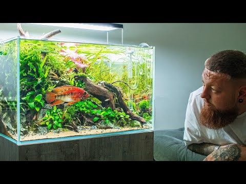 BIGGEST APISTOGRAMMA IN STUNNING AQUASCAPE